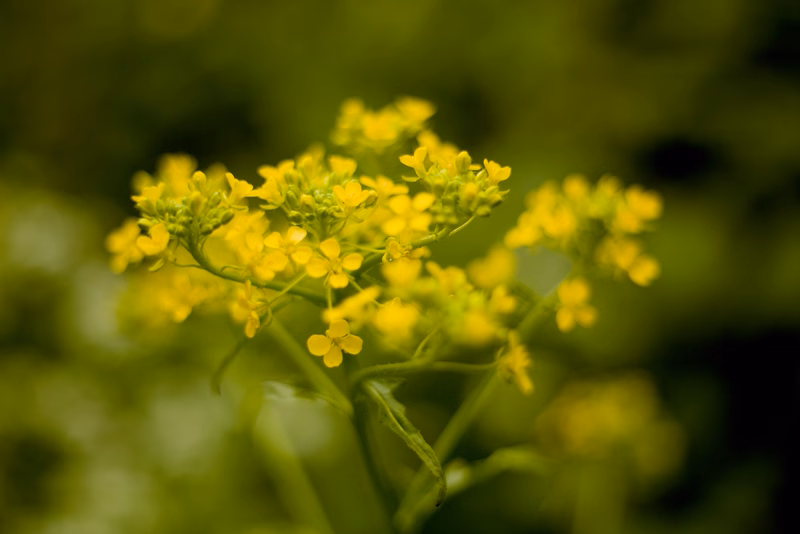 Amarillo